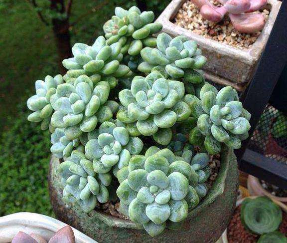 怎么判断多肉进入休眠期