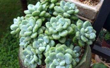 怎么判断多肉进入休眠期 什么时候