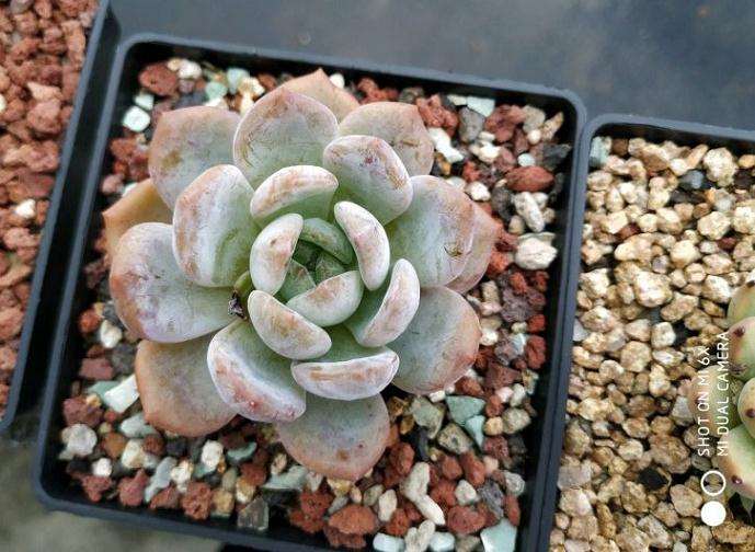 夏天露养多肉被轻微晒伤 怎么办