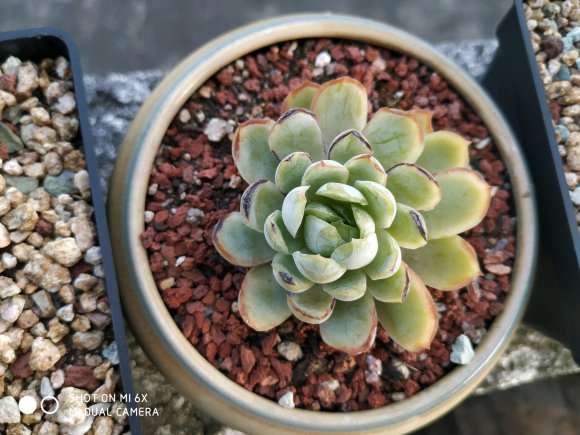 夏天露养多肉被轻微晒伤 怎么办