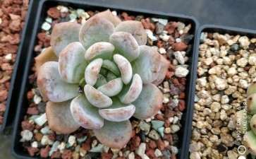 夏天露养多肉被轻微晒伤 怎么办