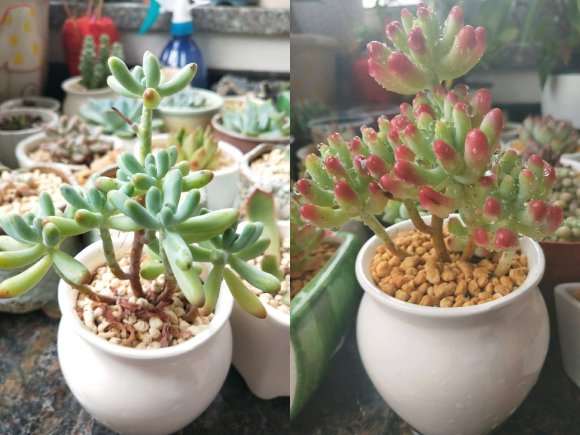 夏天多肉对比图