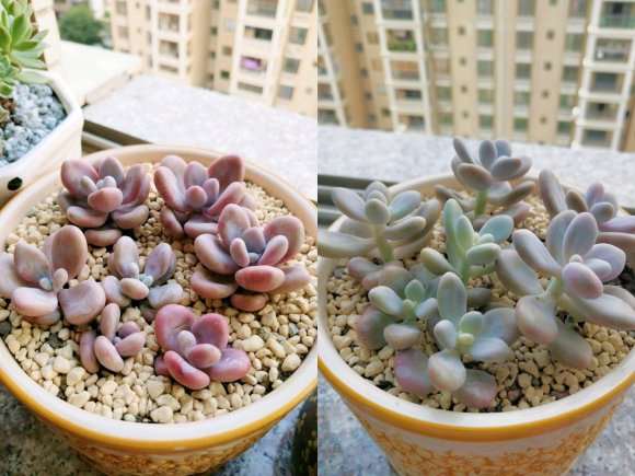 夏天多肉对比图