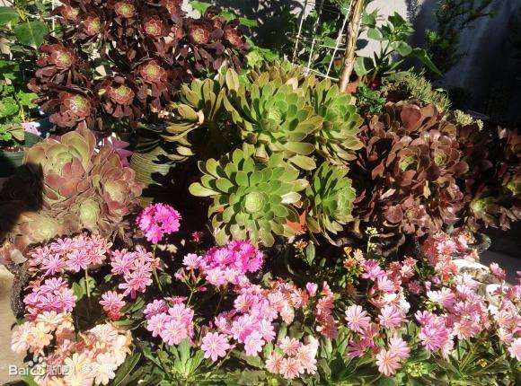 夏天多肉怎么度夏的方法