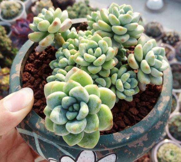 夏天多肉怎么度夏的方法