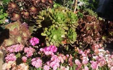 夏天多肉怎么度夏的方法 雨天篇