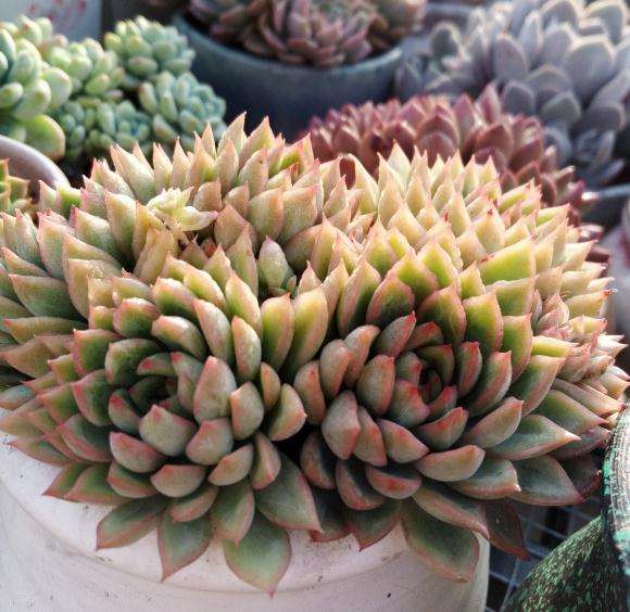 夏天多肉度夏怎么培土的方法