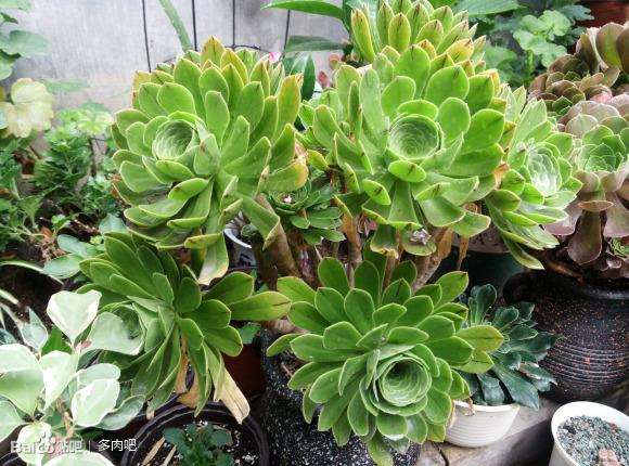 夏天多肉度夏怎么培土的方法