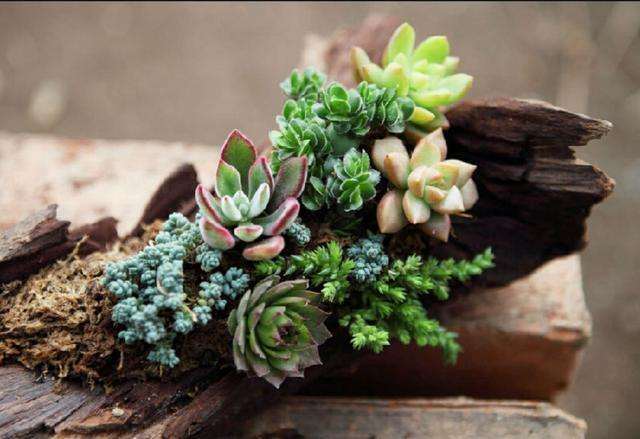 为什么夏天多肉不好服盆