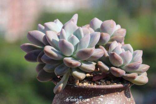 为什么夏天多肉不好服盆