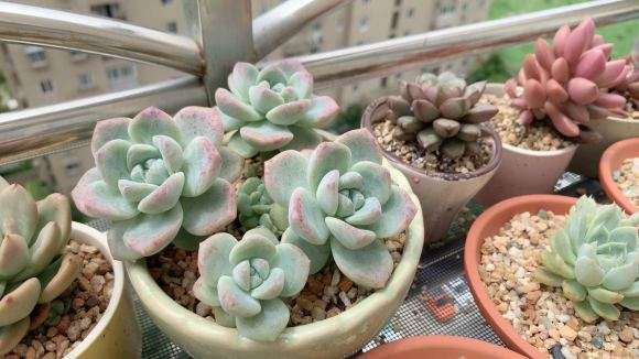 夏天养多肉要注意哪3个方面