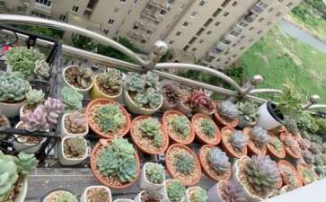 夏天养多肉要注意哪3个方面