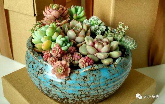 夏天室外阳台多肉怎么通风透气的问题