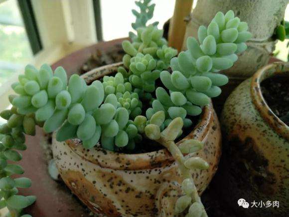 夏天室外阳台多肉怎么通风透气的问题