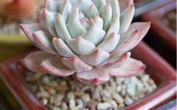 鸡蛋美人多肉叶片发蔫 怎么办