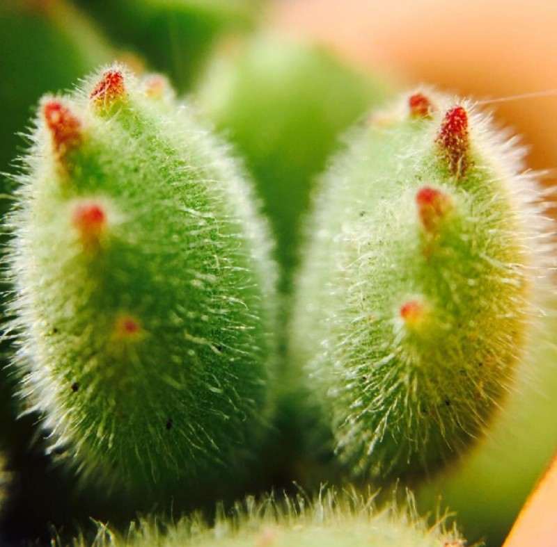 熊童子多肉叶子多肉干死