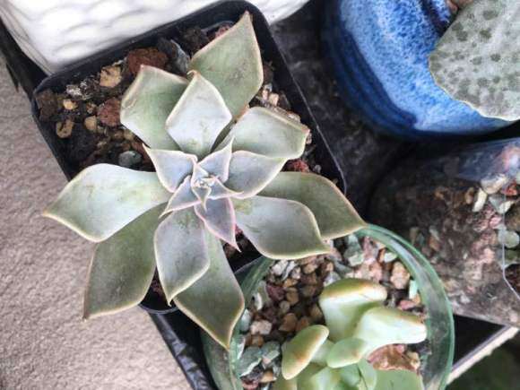 夏天多肉叶子软