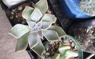 夏天多肉叶子软 怎么回事 没服盆吗