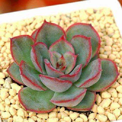 猎户座多肉叶子又软又皱 是缺水还是晒大了