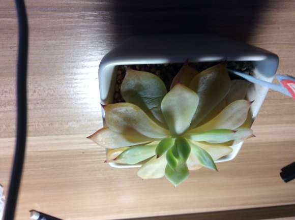 夏季多肉变黄变软了怎么办