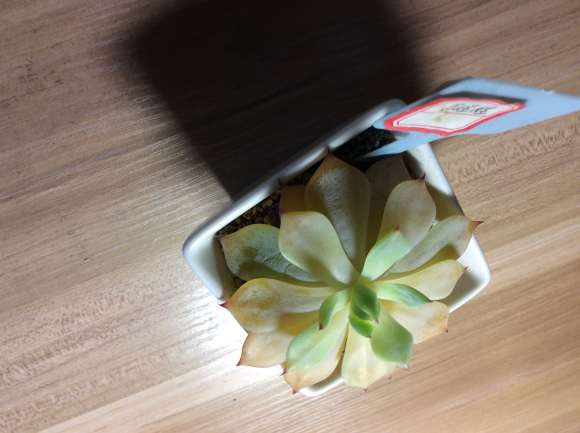 夏季多肉变黄变软了怎么办