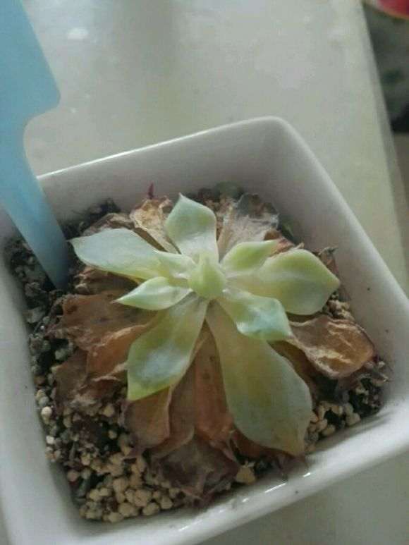 夏天多肉是不是要死了