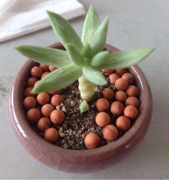 多肉有点老了 应该怎么处理