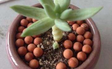 多肉有点老了 应该怎么处理