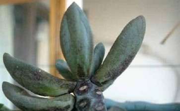 多肉烟煤病的诱因有哪些 怎么治