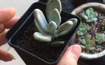 多肉叶子怎么养饱满的方法