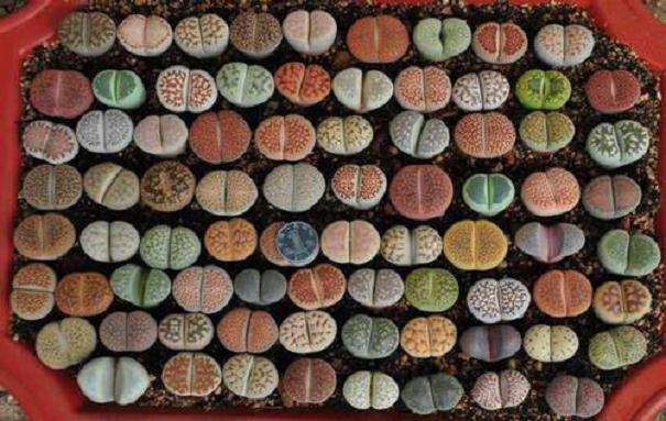 每次买生石花多肉都会死