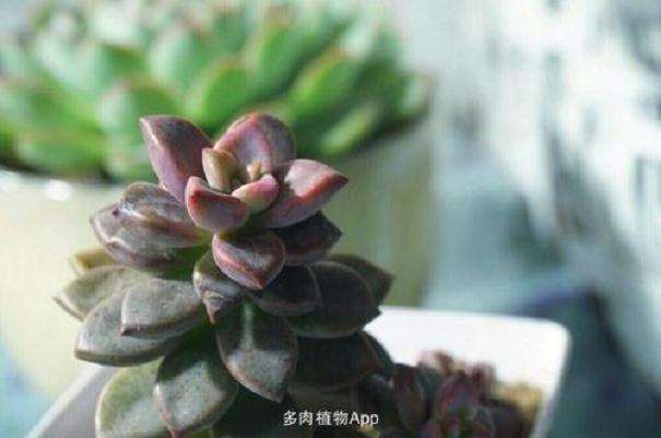 多肉爆发过杰克的土怎么消毒 图片