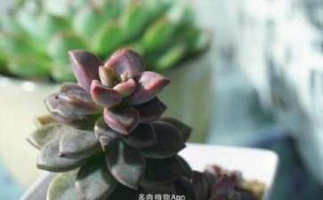 多肉爆发过杰克的土怎么消毒 图片