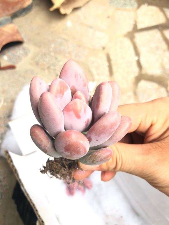 夏季多肉怎么开箱验货