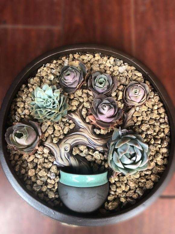 夏季多肉怎么开箱验货