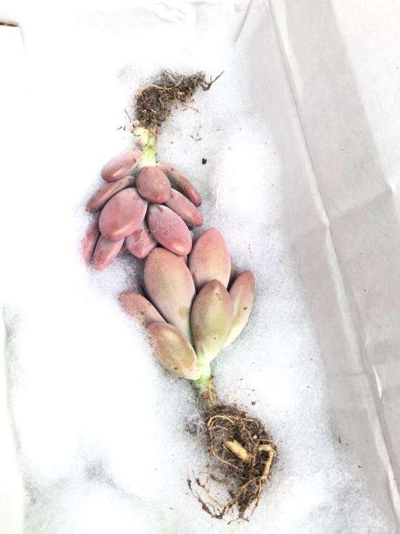 夏季多肉怎么开箱验货