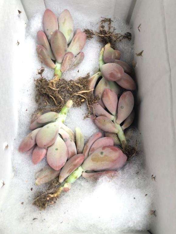 夏季多肉怎么开箱验货