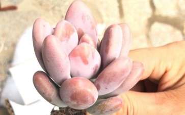 夏季多肉怎么开箱验货 上图片