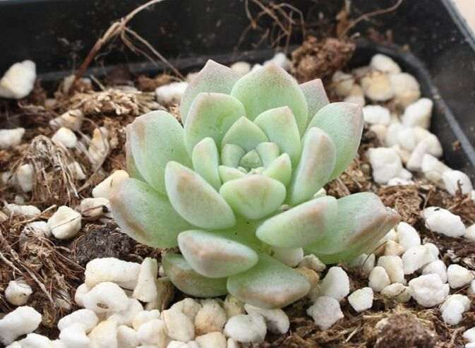 多肉夏天需要遮阴吗 用什么遮