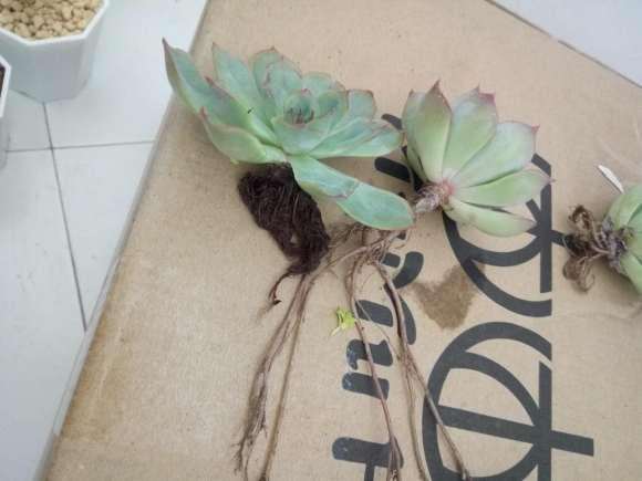 夏季入的多肉 什么地方养错了