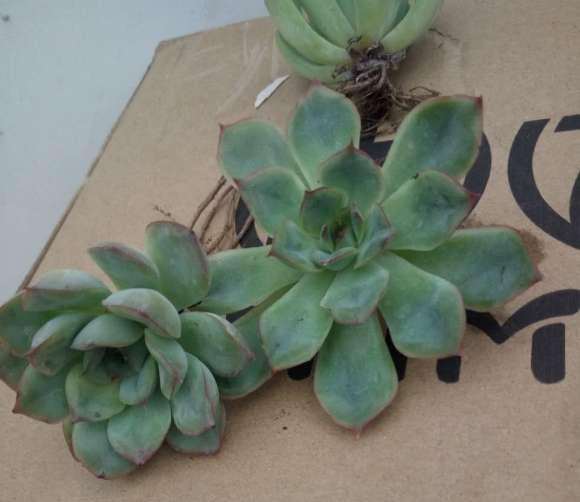 夏季入的多肉 什么地方养错了