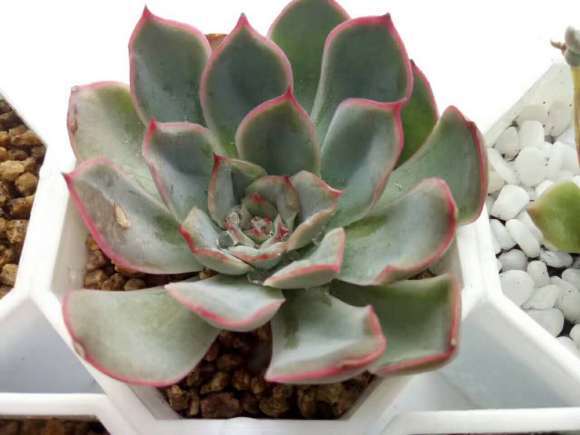 夏季入的多肉 什么地方养错了