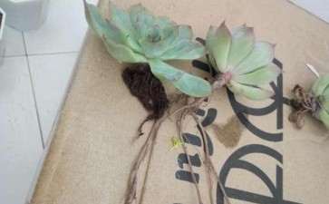 夏季入的多肉 什么地方养错了