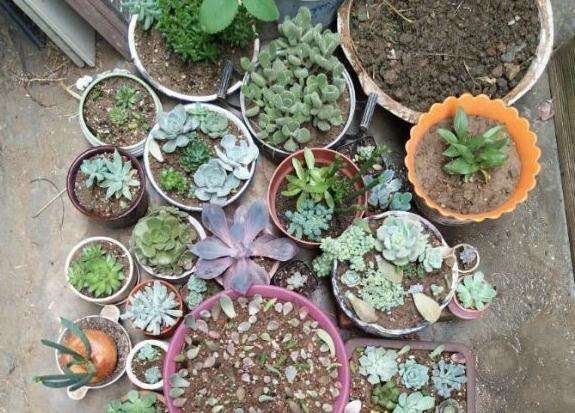 谁说夏天多肉不让淋雨