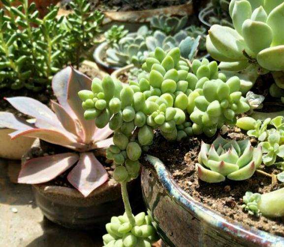 谁说夏天多肉不让淋雨