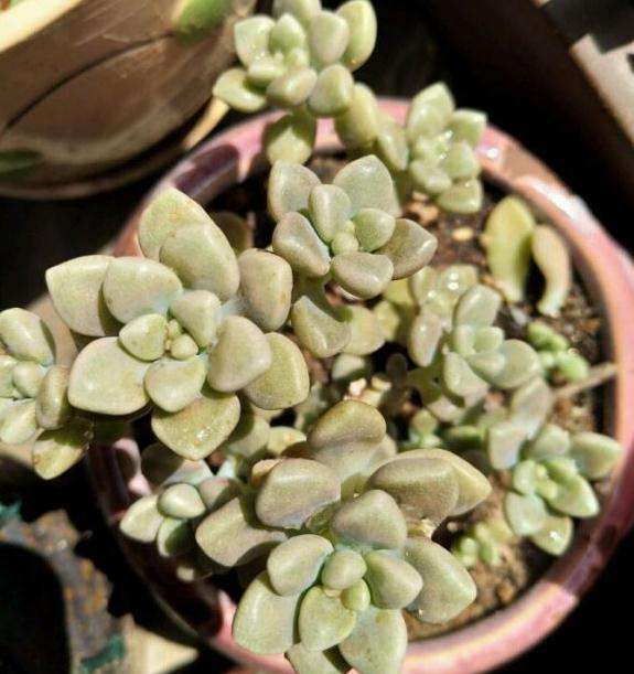 谁说夏天多肉不让淋雨