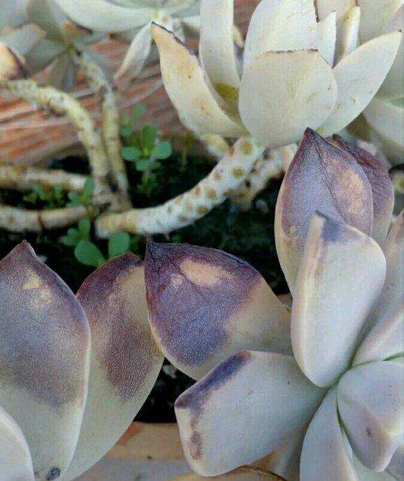 夏天多肉需要遮阴吗