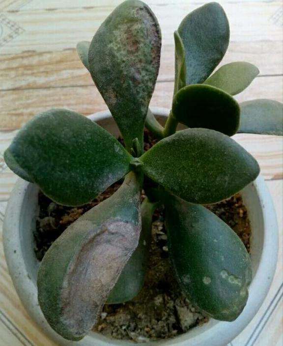 夏天多肉需要遮阴吗