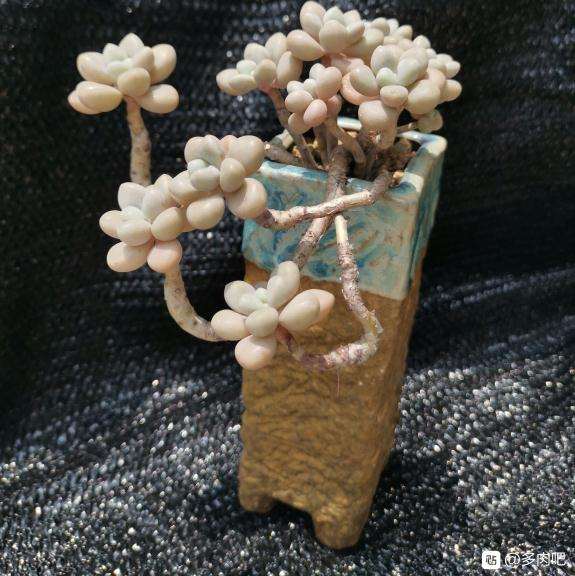 夏天了多肉都没有状态