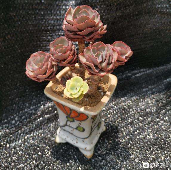 夏天了多肉都没有状态